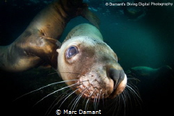 A face full of whiskers! by Marc Damant 